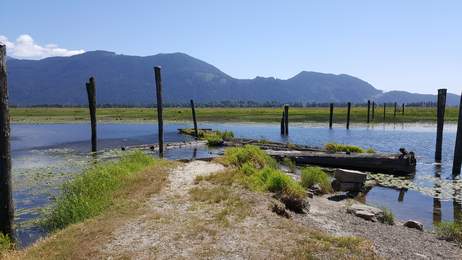 Widgeon 260 033.jpg